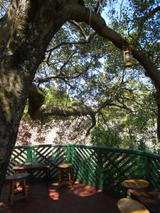 Fig Tree Resort tree house